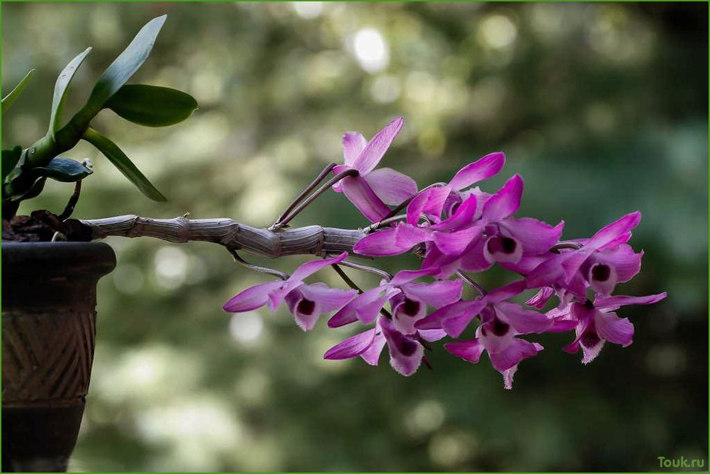 Орхидея дендробиум: виды, уход и размножение