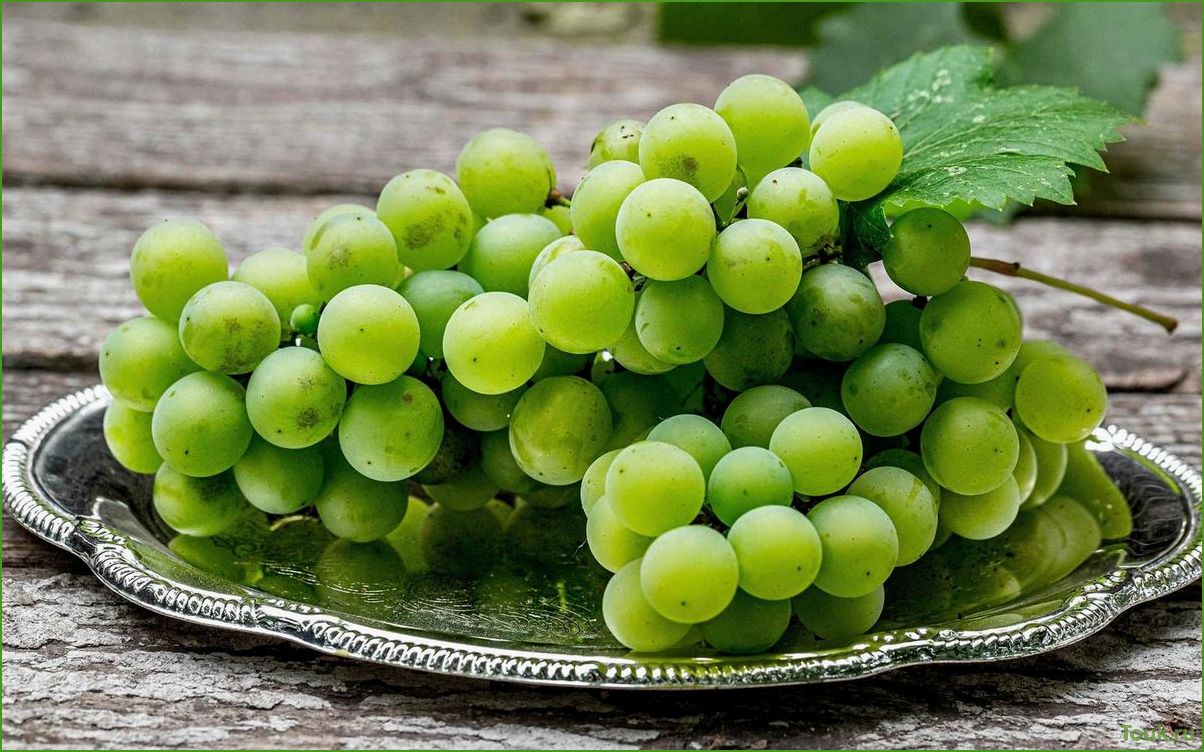 Виноград: сорта, выращивание и уход