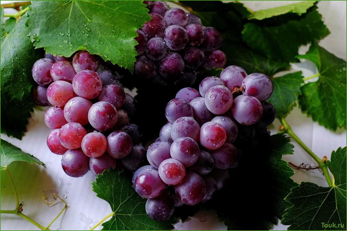 Виноград: сорта, выращивание и уход
