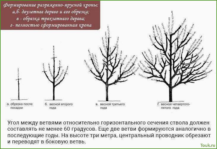 Осенняя обрезка плодовых деревьев: правила и рекомендации