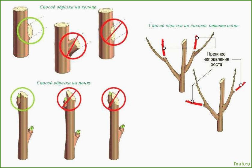 Осенняя обрезка плодовых деревьев: правила и рекомендации