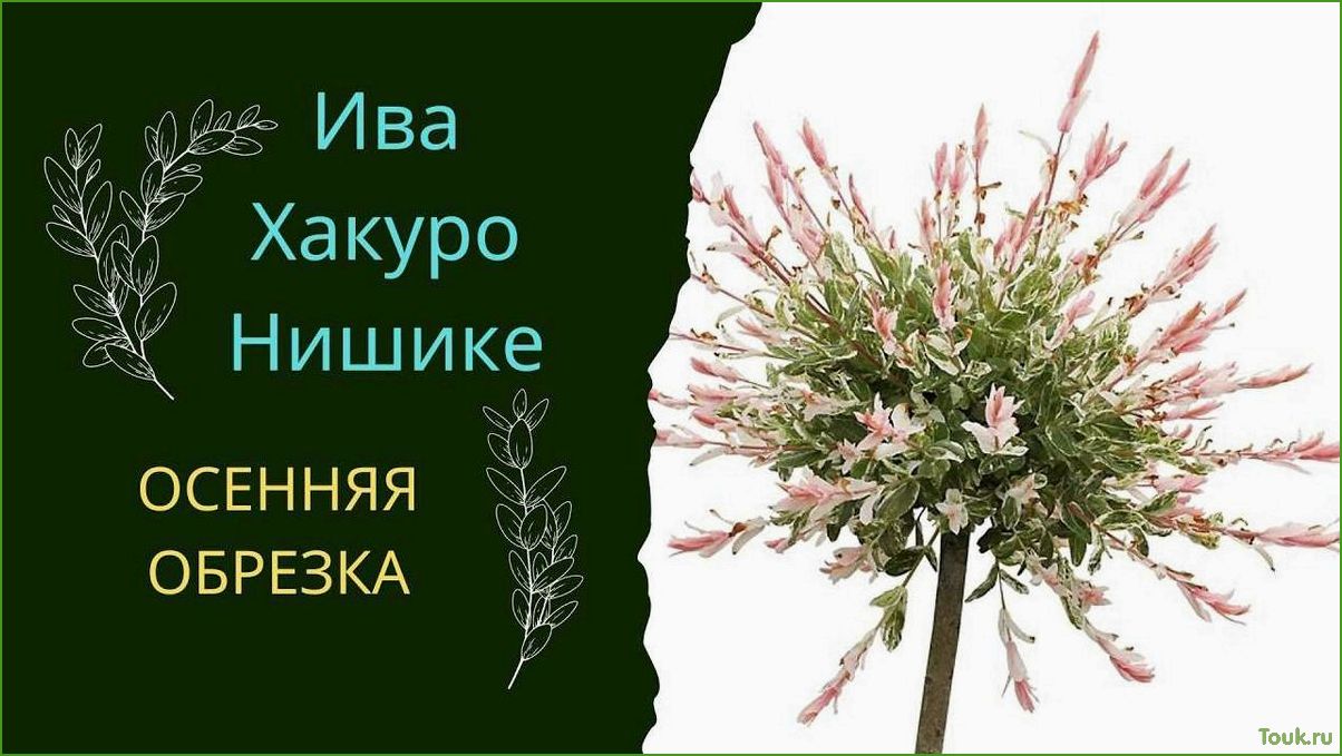 Ива Хакуро Нишики: описание, характеристики, выращивание