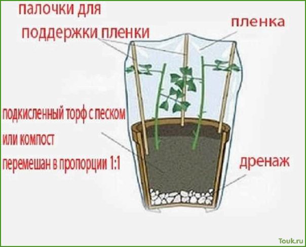 Размножение роз черенками в домашних условиях