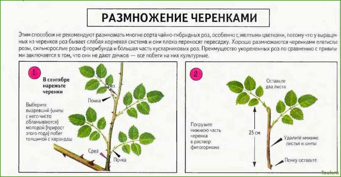 Размножение роз черенками в домашних условиях