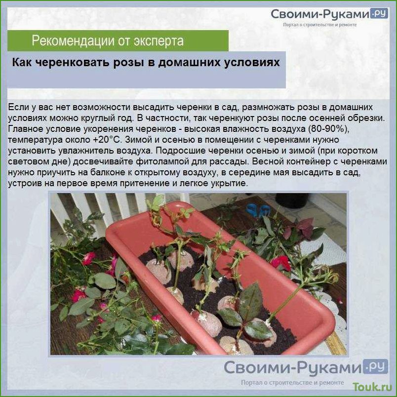 Размножение роз черенками в домашних условиях