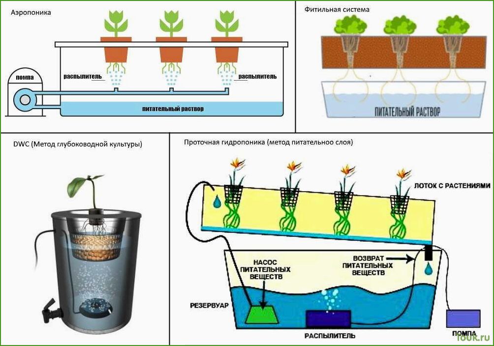 Гидропоника в домашних условиях: основы и советы