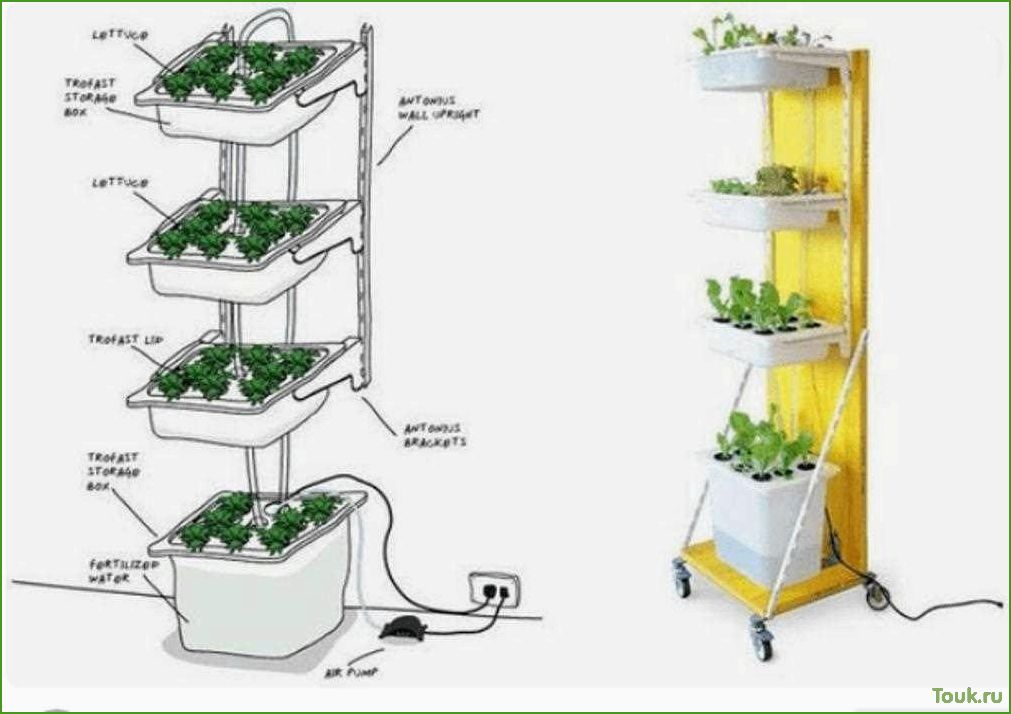 Гидропоника в домашних условиях: основы и советы