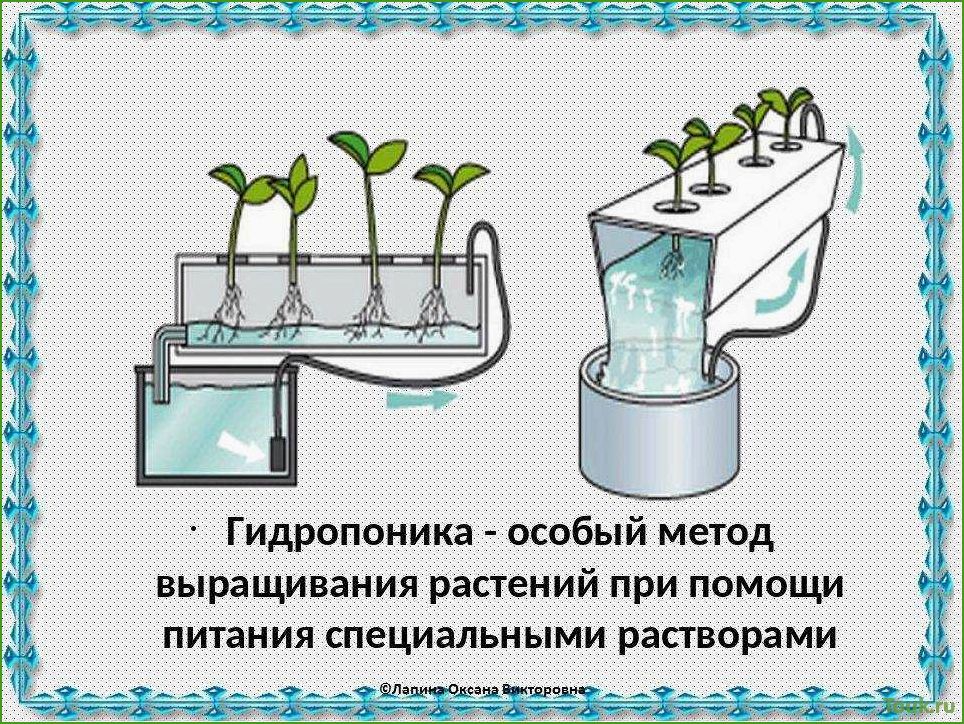 Гидропоника в домашних условиях: основы и советы