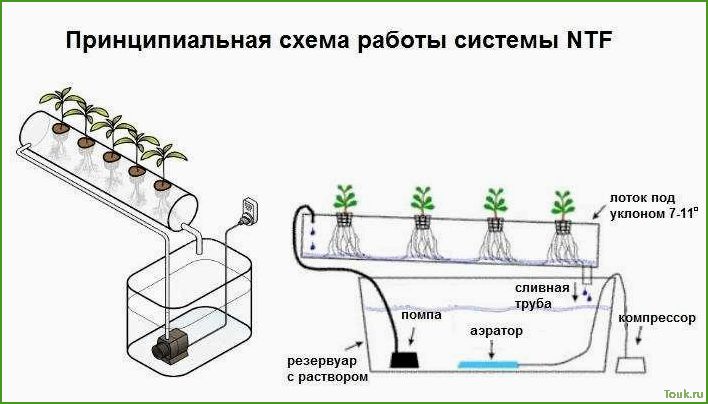 Гидропоника в домашних условиях: основы и советы