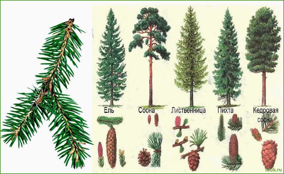 Разнообразие хвойных деревьев: названия, описания и фотографии для узнавания.