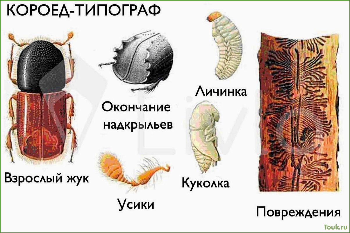 Короед: виды, причины появления и способы борьбы