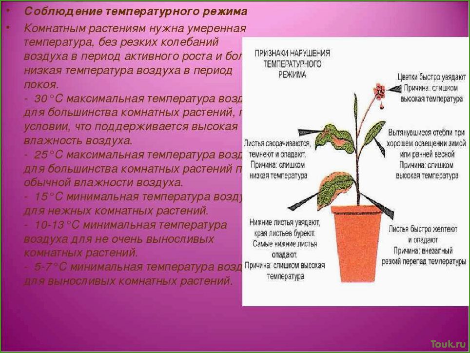 Оптимальная температура для комнатных растений